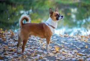 นอร์วีเจียน ลาวด์ฮุนด์