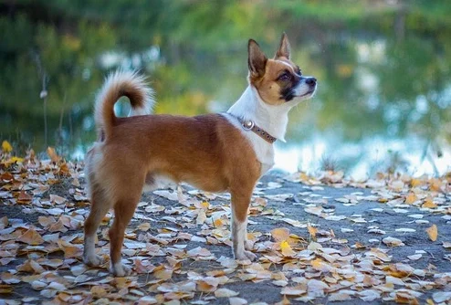 นอร์วีเจียน ลาวด์ฮุนด์