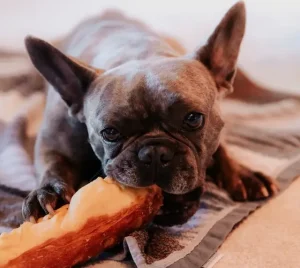 สุนัขกินอาหารคนได้ไหม