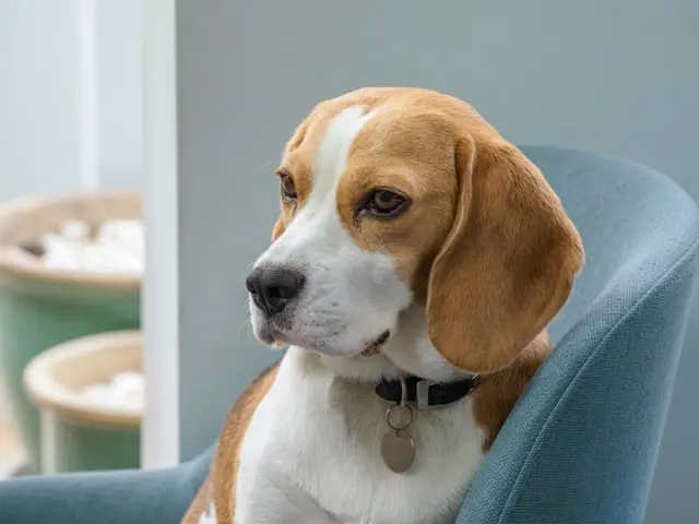 บีเกิ้ล (Beagle) ข้อมูล ลักษณะนิสัยและการดูแลสุนัขสายพันธุ์นี้