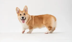 คอร์กี้