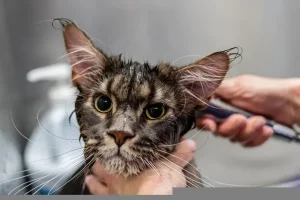 วิธีอาบน้ำแมว