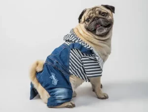 สุนัขพันธุ์ปั๊ก