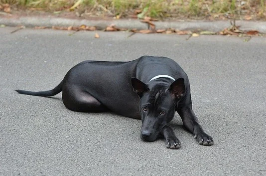 ไทยหลังอาน