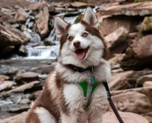 ปอมสกี้