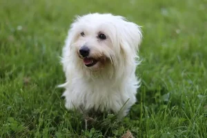 Coton de Tulear