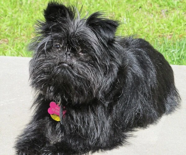 แอฟเฟนพินเชอร์