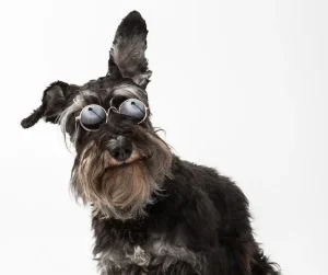 Standard Schnauzer