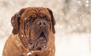 ด็อจ เดอ บอร์โดซ์