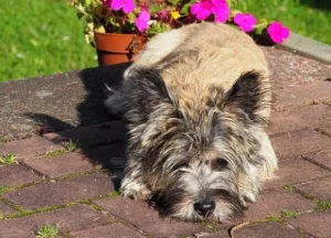 เครนเทอร์เรีย