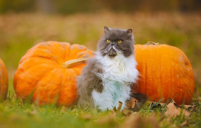 แมวเปอร์เซีย