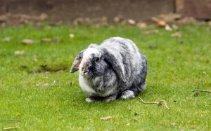 French Lop