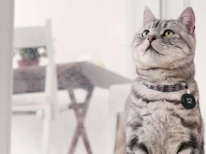 อเมริกันช็อตแฮร์