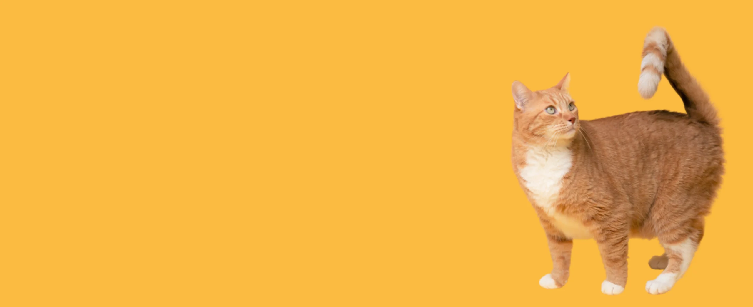 บทความแมว