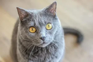 Chartreux