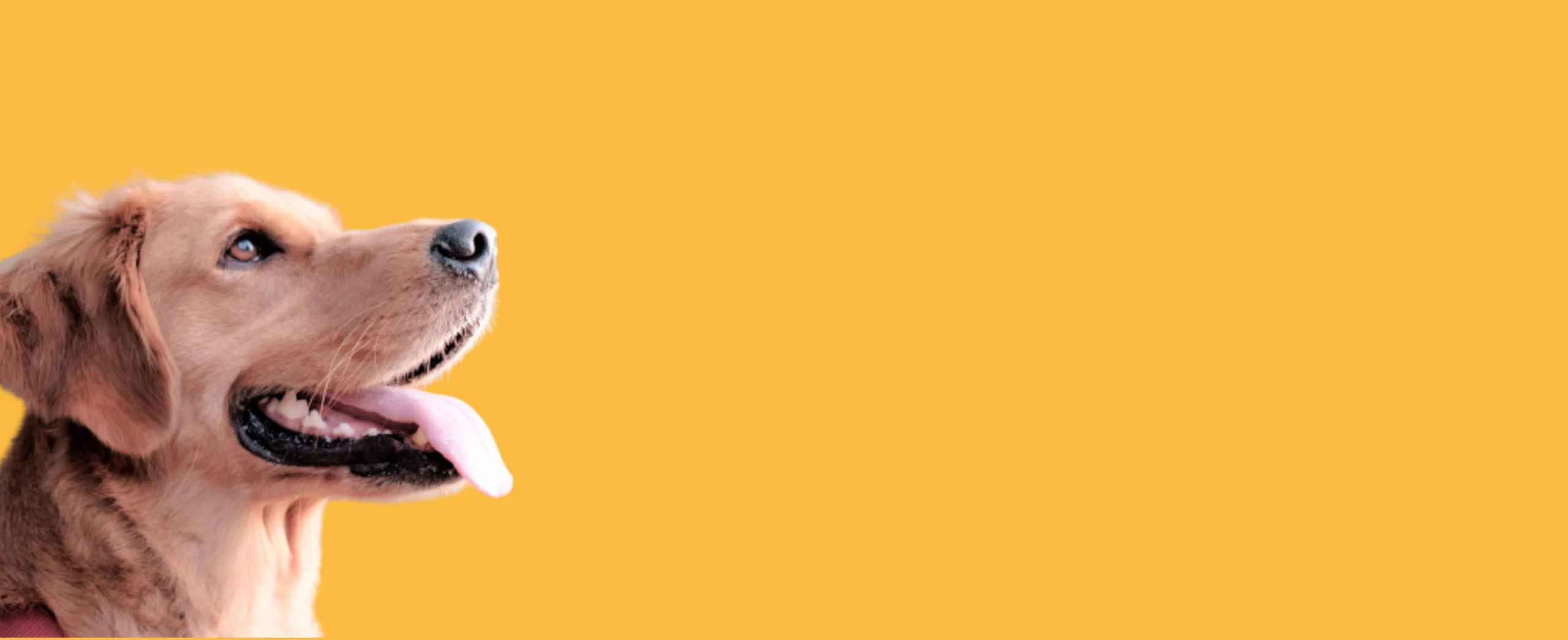 บทความสุนัข