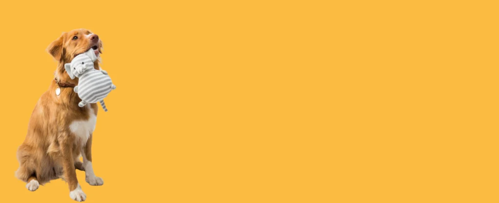 บทความสุนัข