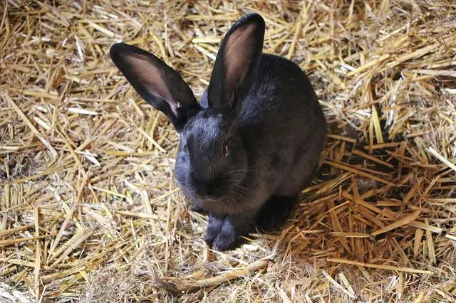 Havana rabbit