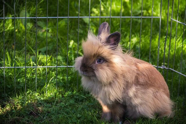 กระต่ายไลอ้อนเฮด (Lionhead rabbit) ข้อมูล ลักษณะนิสัยและการดูแล