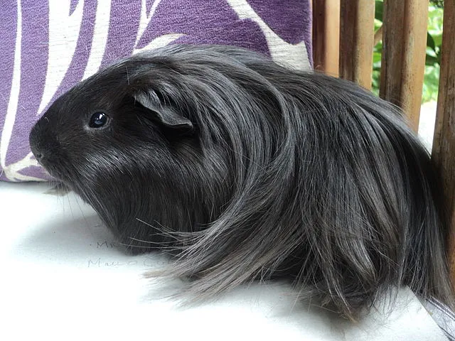 Silkie Guinea Pig