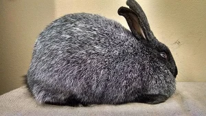 Silver Fox rabbit