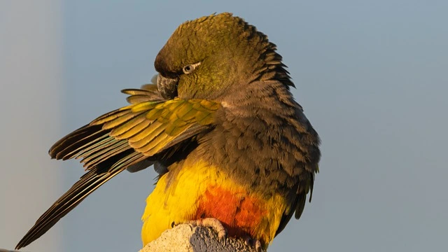 Patagonian Conure