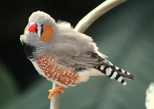 Zebra Finch