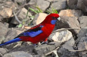 Crimson Rosella