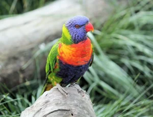 Rainbow Lorikeet