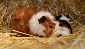 Abyssinian Guinea Pig