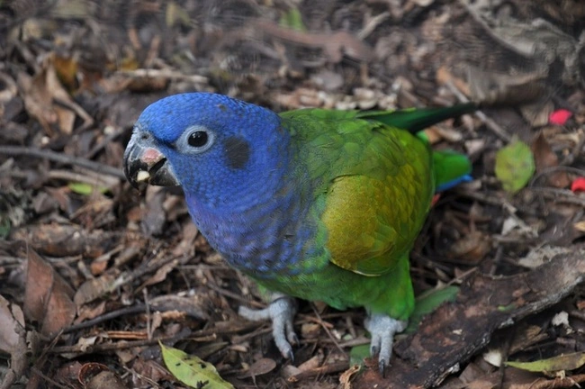 Blue headed parrot