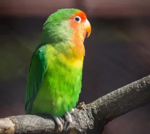 นกเลิฟเบิร์ด