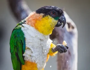 นกแก้วไคท์