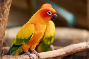 นกซันคอนัวร์