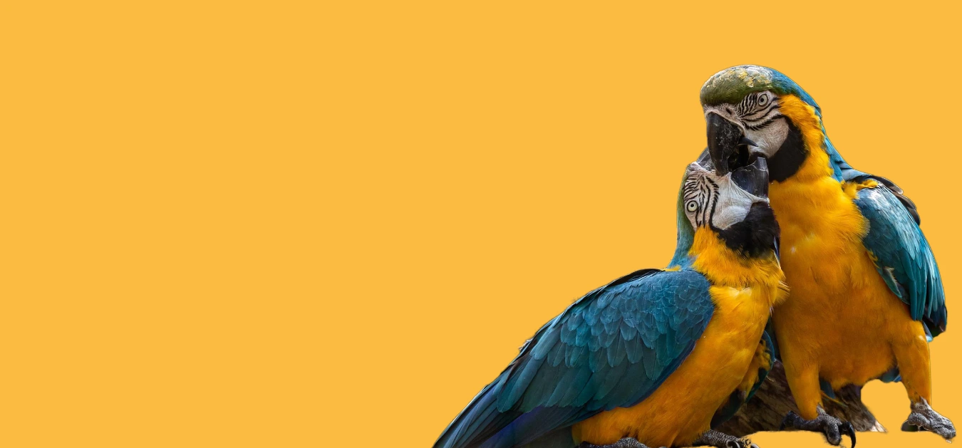 บทความนก