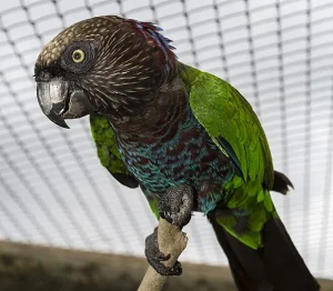 Hawk Headed Parrot