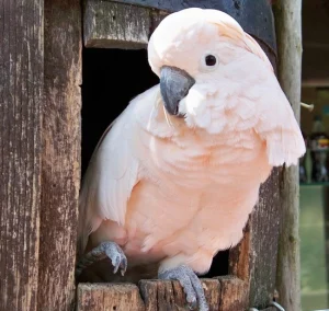 Moluccan Cockatoo