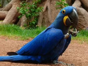 Hyacinth macaw