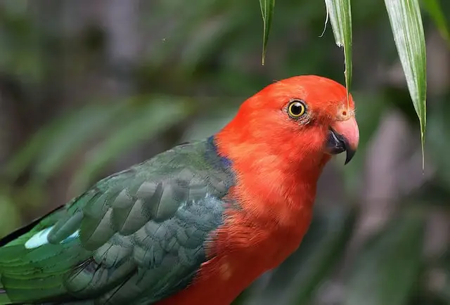 Australian king parrot