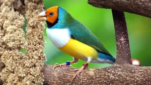 Gouldian Finch