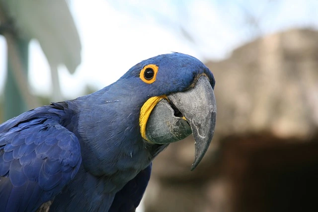 Hyacinth macaw