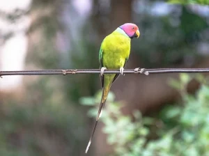 Plum-Headed Parakeet