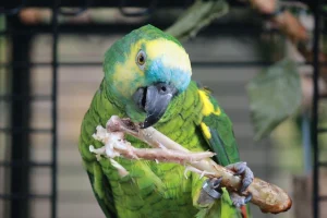 Blue-Fronted Amazon