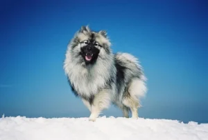 keeshond
