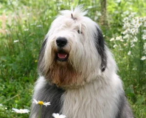 Old English Sheepdog