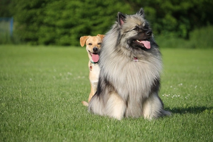 keeshond