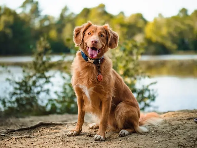 Nova Scotia Duck Tolling Retriever