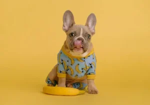 สุนัขที่เหมาะกับผู้สูงวัย