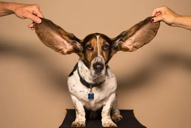 10 สายพันธุ์สุนัขหูยาวใหญ่ ที่จะมาเป็นเพื่อนคู่ใจของคุณ - Pettocute