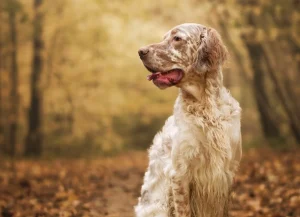 English setter